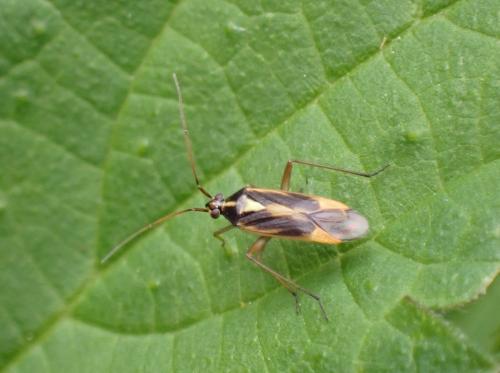 Stenotus binotatus